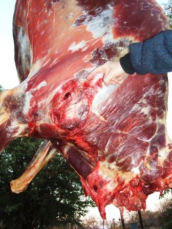 gnu meat damage front shoulder